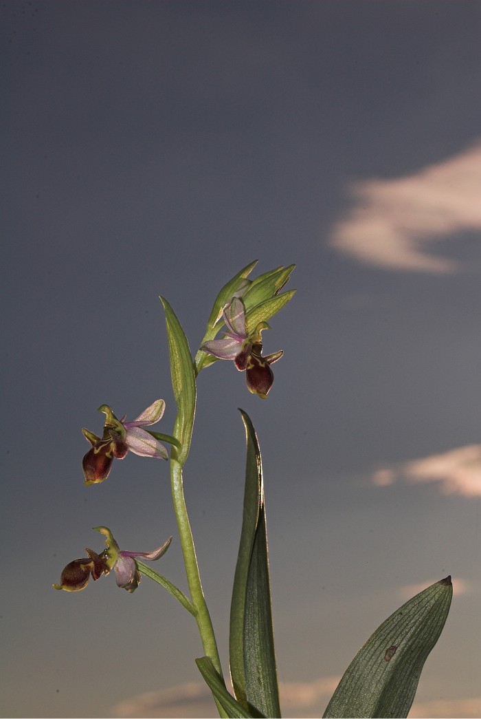 Ophrys picta